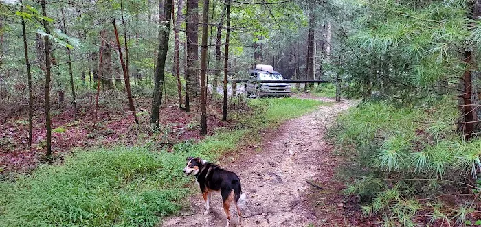 Primitive Campsite #11 7