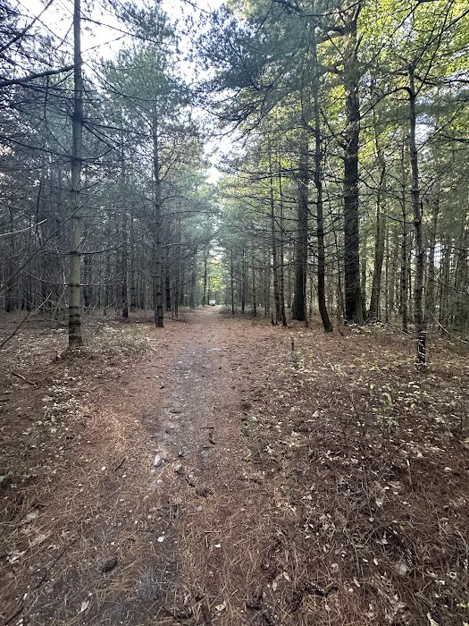 Primitive Campsite #10 2