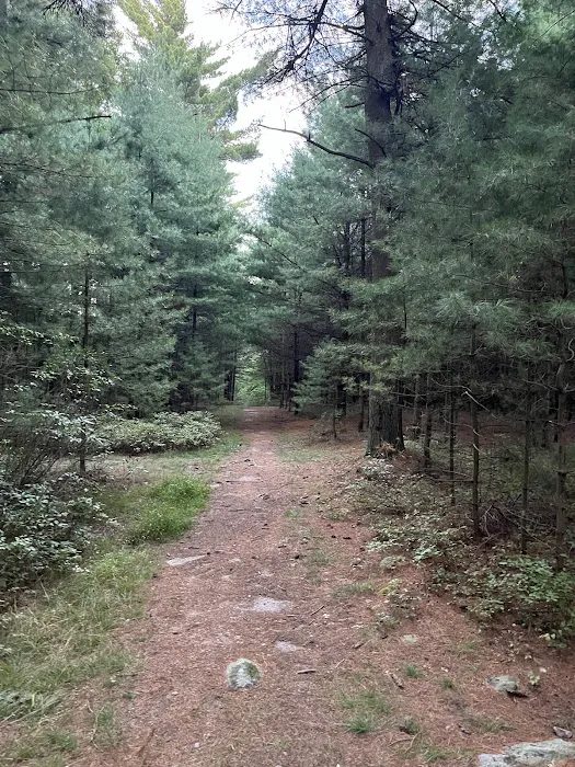 Primitive Campsite #10 9