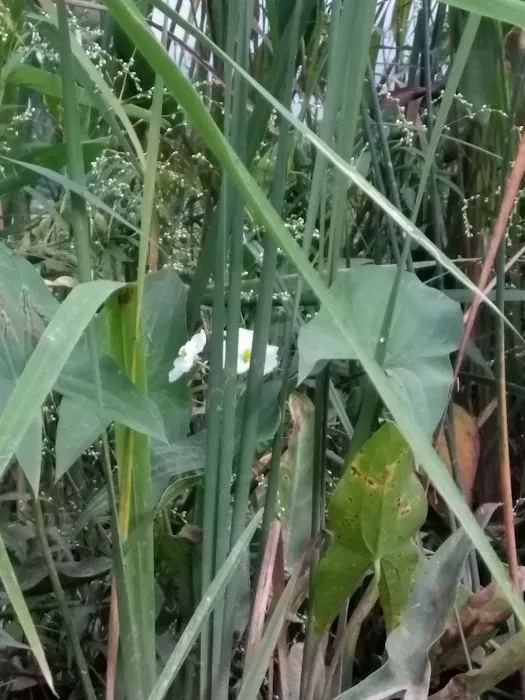 Reeds At Bayview 9
