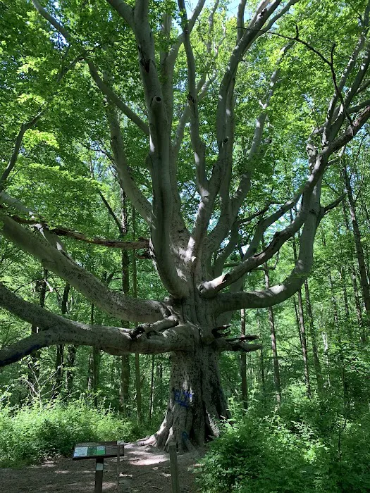 Susquehanna State Park Campground 10