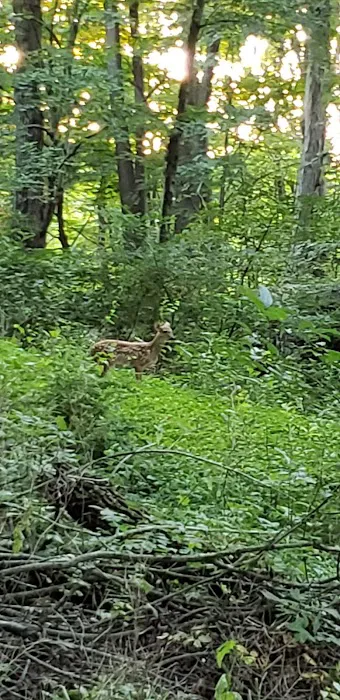 L&L Campground 8