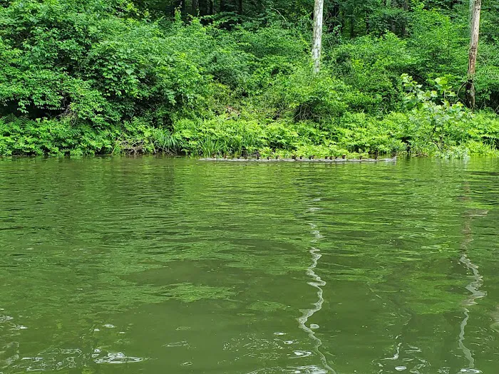 Branch Campground 3