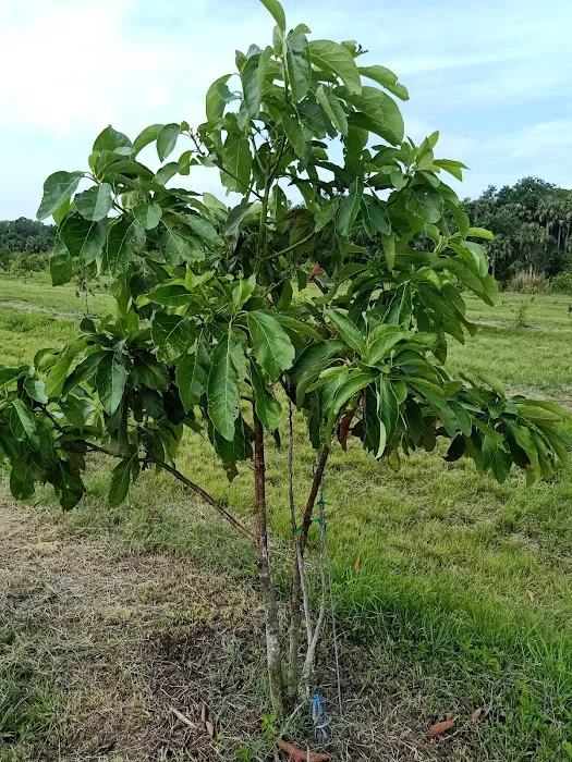 Florida Tropical Fruits Forest Farmstay & Glamping 2