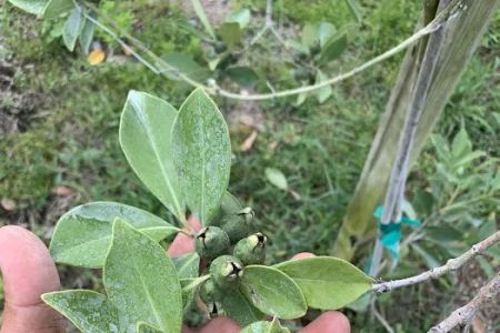 Florida Tropical Fruits Forest Farmstay & Glamping