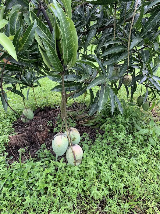 Florida Tropical Fruits Forest Farmstay & Glamping 3