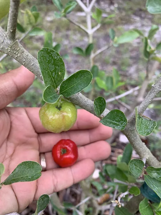 Florida Tropical Fruits Forest Farmstay & Glamping 4