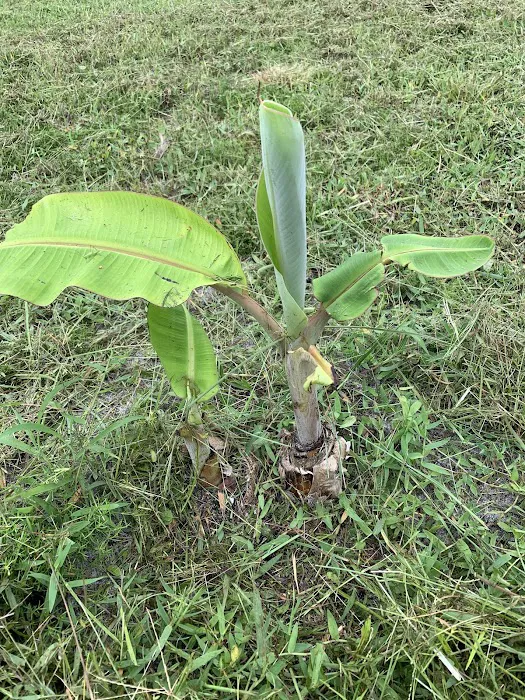 Florida Tropical Fruits Forest Farmstay & Glamping 5