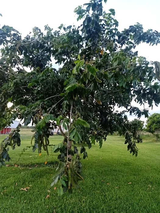 Florida Tropical Fruits Forest Farmstay & Glamping 9