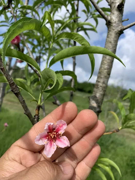 Florida Tropical Fruits Forest Farmstay & Glamping 10