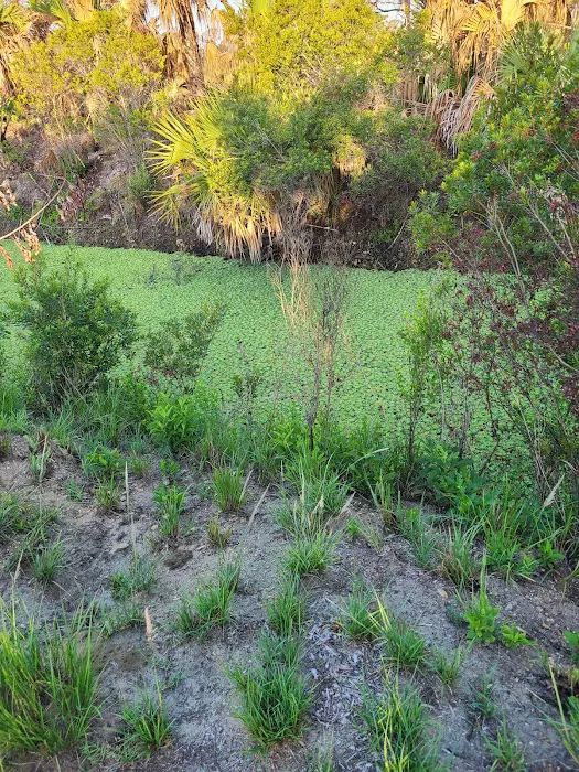 Allapattah Flats Campsite 9