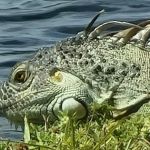 Lakeside Mobile Home Park