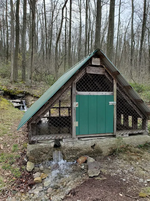 Primitive Campsite #8 2