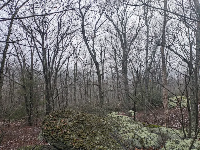 Primitive Campsite #4 10