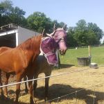 Hip Camp At Bellview Farm