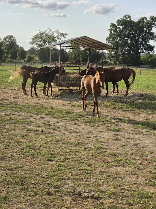 Hip Camp At Bellview Farm 8