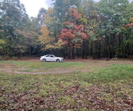 Campsite 81