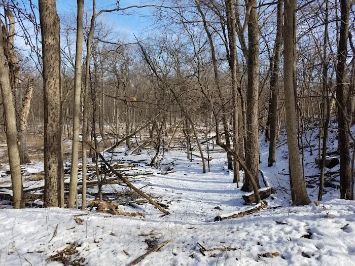 Camp Ground Road Woods 1