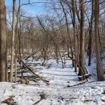 Camp Ground Road Woods