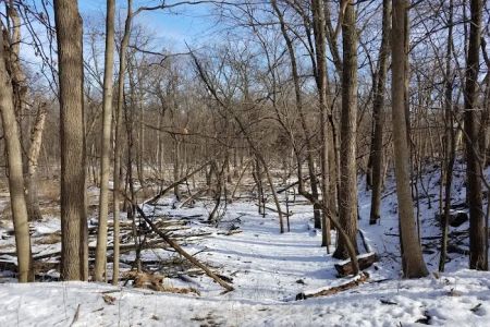 Camp Ground Road Woods