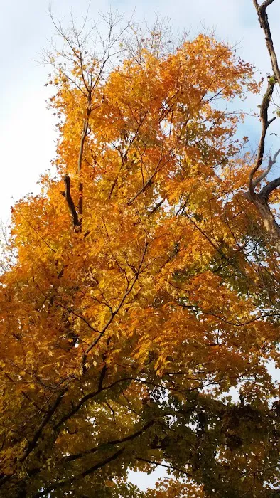 Camp Ground Road Woods 6