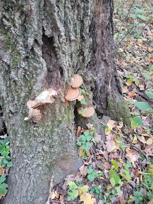 Camp Ground Road Woods 9