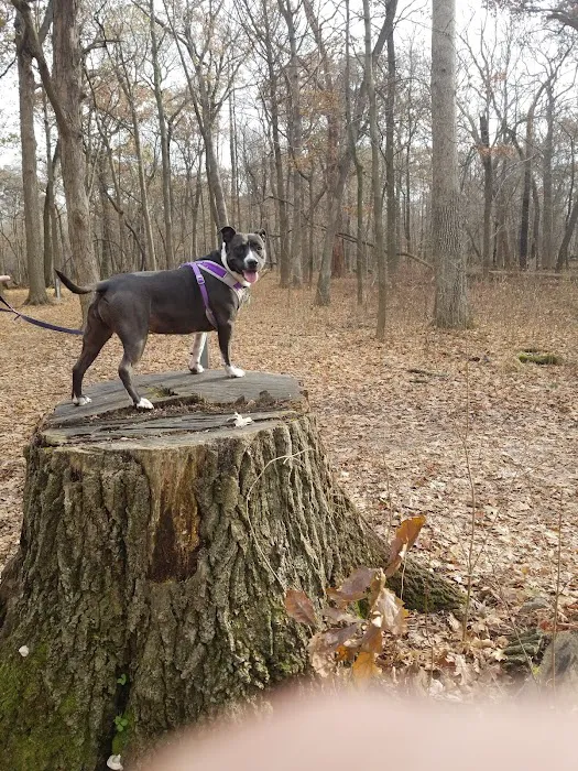 Camp Ground Road Woods 10