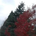 Woodland Mobile Home Park