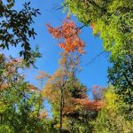 Rainbow Mobile Home Community
