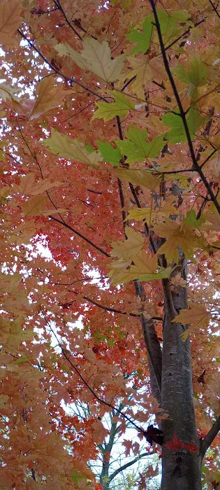 Chippewa Campground 5