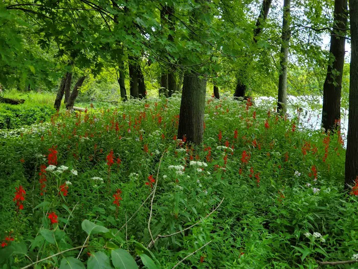 Lake Alexander Campground 5