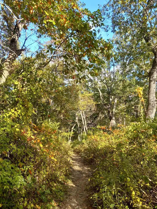 Central Avenue Walk-in Campsites 7