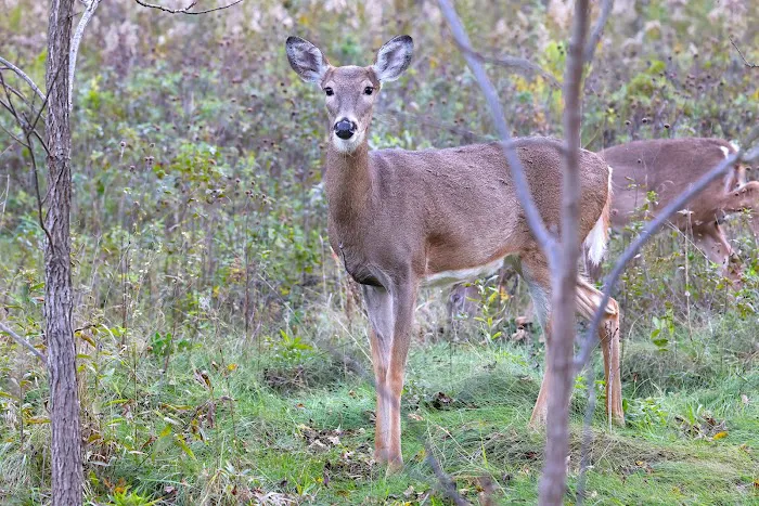 Sanders Park Campground 4