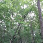 Hononegah Forest Preserve Campground