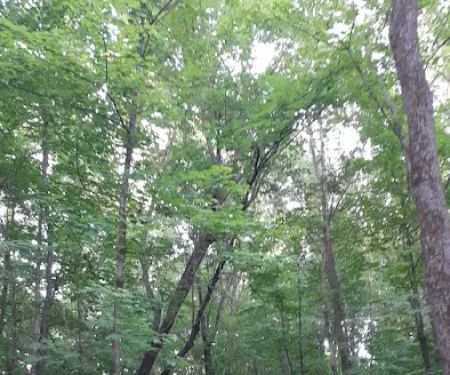 Hononegah Forest Preserve Campground