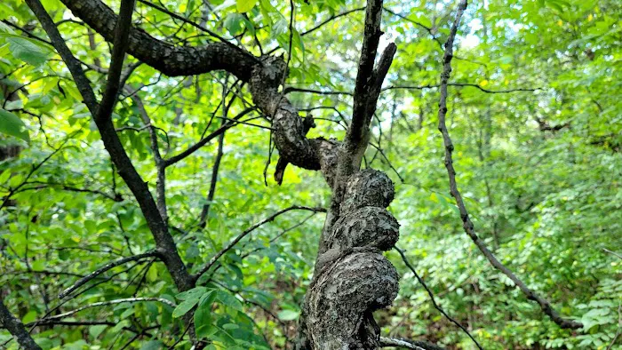W. R. Wadewitz Nature Camp 8