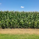 Bonnell RV Park (Family Only)