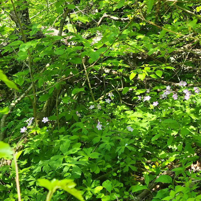 Starved Rock State Park Campground 10