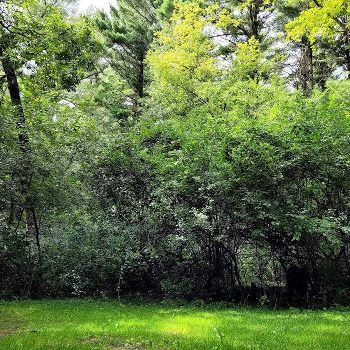 Pinewoods Campground 8