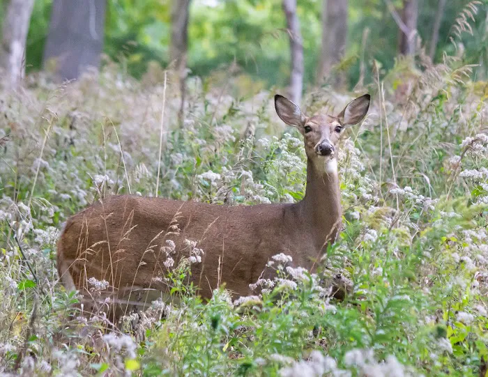 Champaign County Forest Preserve District 10