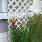 Orchard View Estates