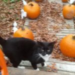 Linden Mobile Home Park