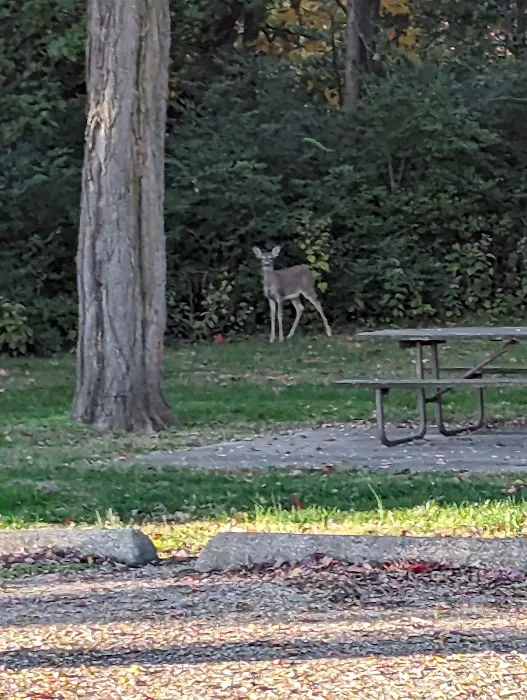 Black Locust Campground 1