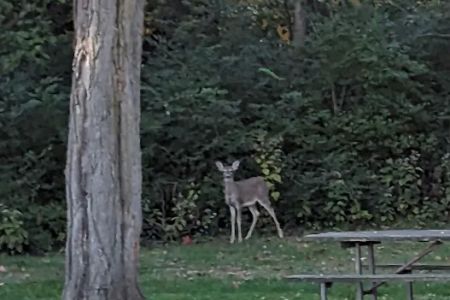 Black Locust Campground