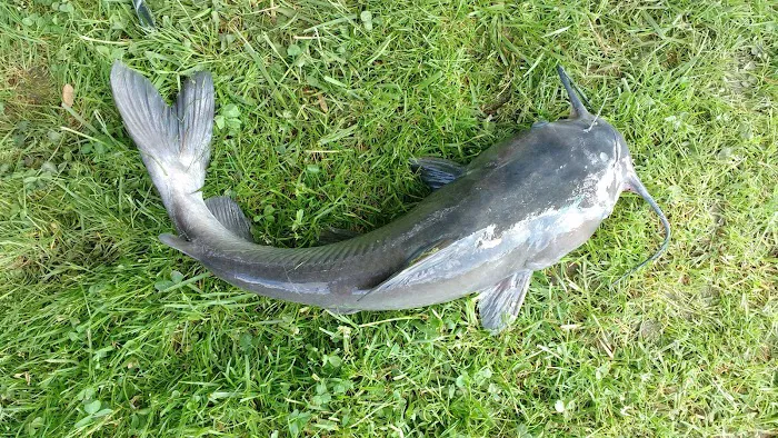Big Fish-N-Campground 8
