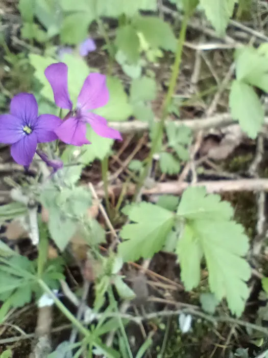 Pike Lake Backpacking Campsites 4