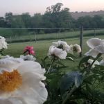 Vel Terra Campground