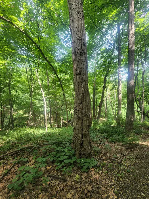 Bellevue State Park Dyas Unit Campground 8