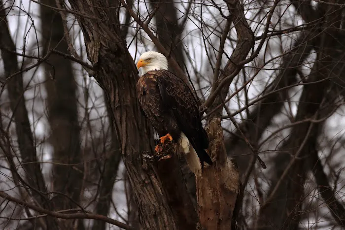 Mississinewa Reservoir 4
