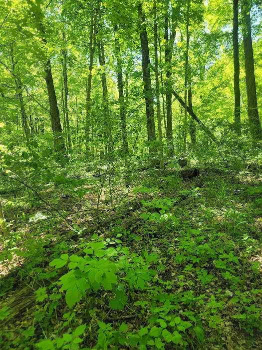 Mississinewa Lake Campground 10